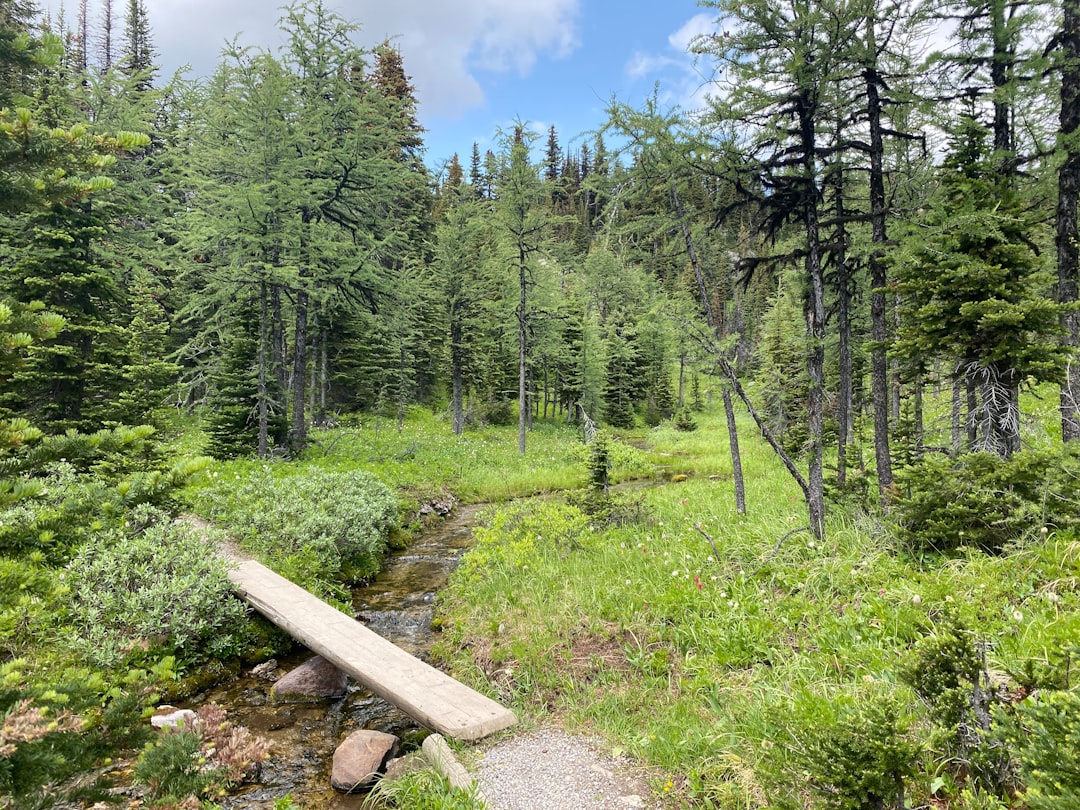 Exploring the Serene Beauty of East Stream